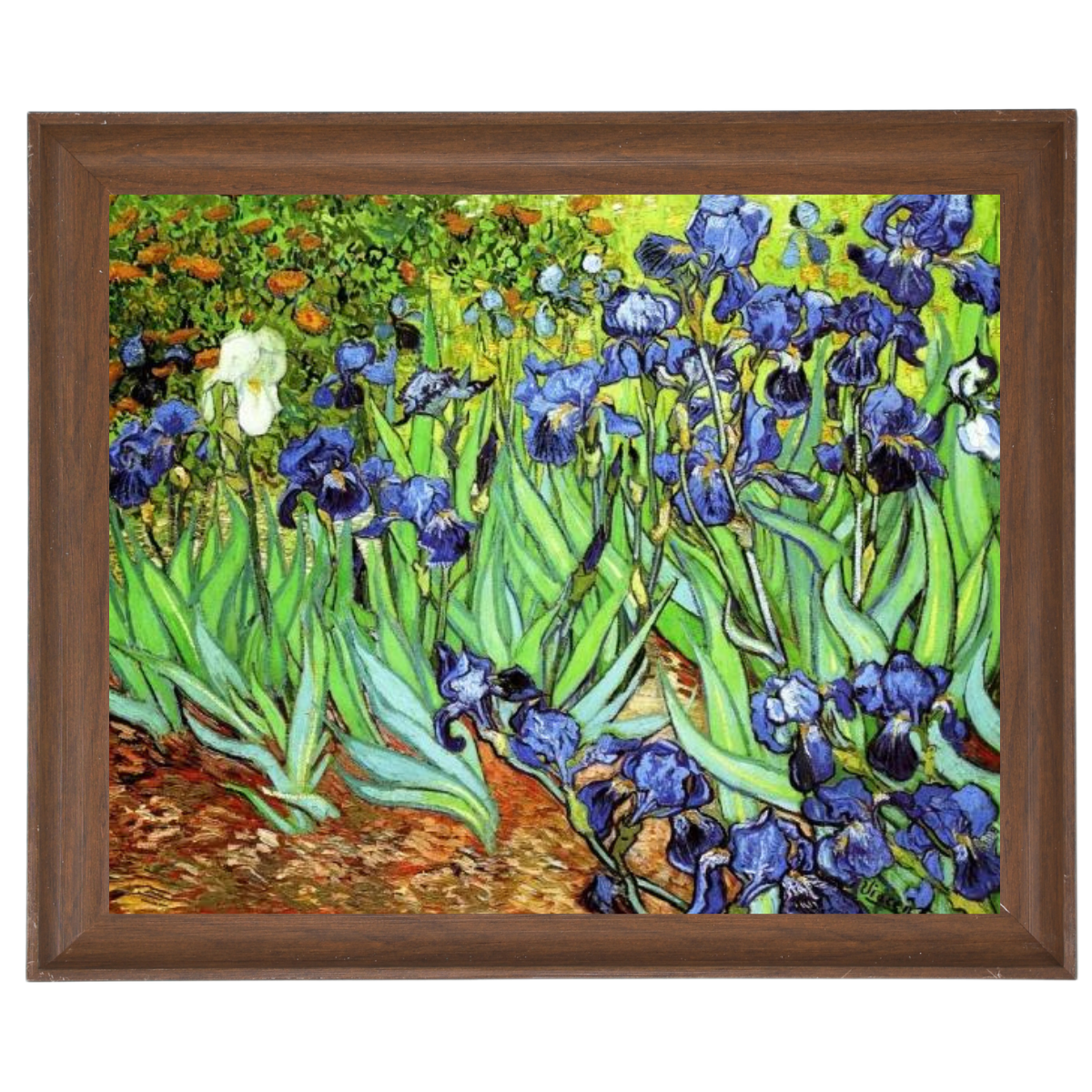 Iris II-Blumen Wandkunstdrucke Dekor für Wohnzimmer